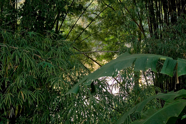 09_Nan_River_bamboo